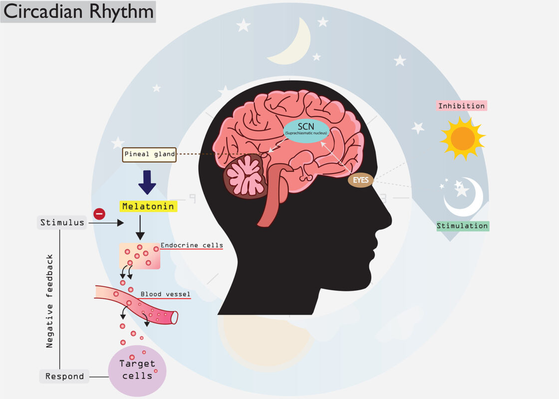 Melatonin: Your Body’s Natural Sleep Aid - Zoeuticals