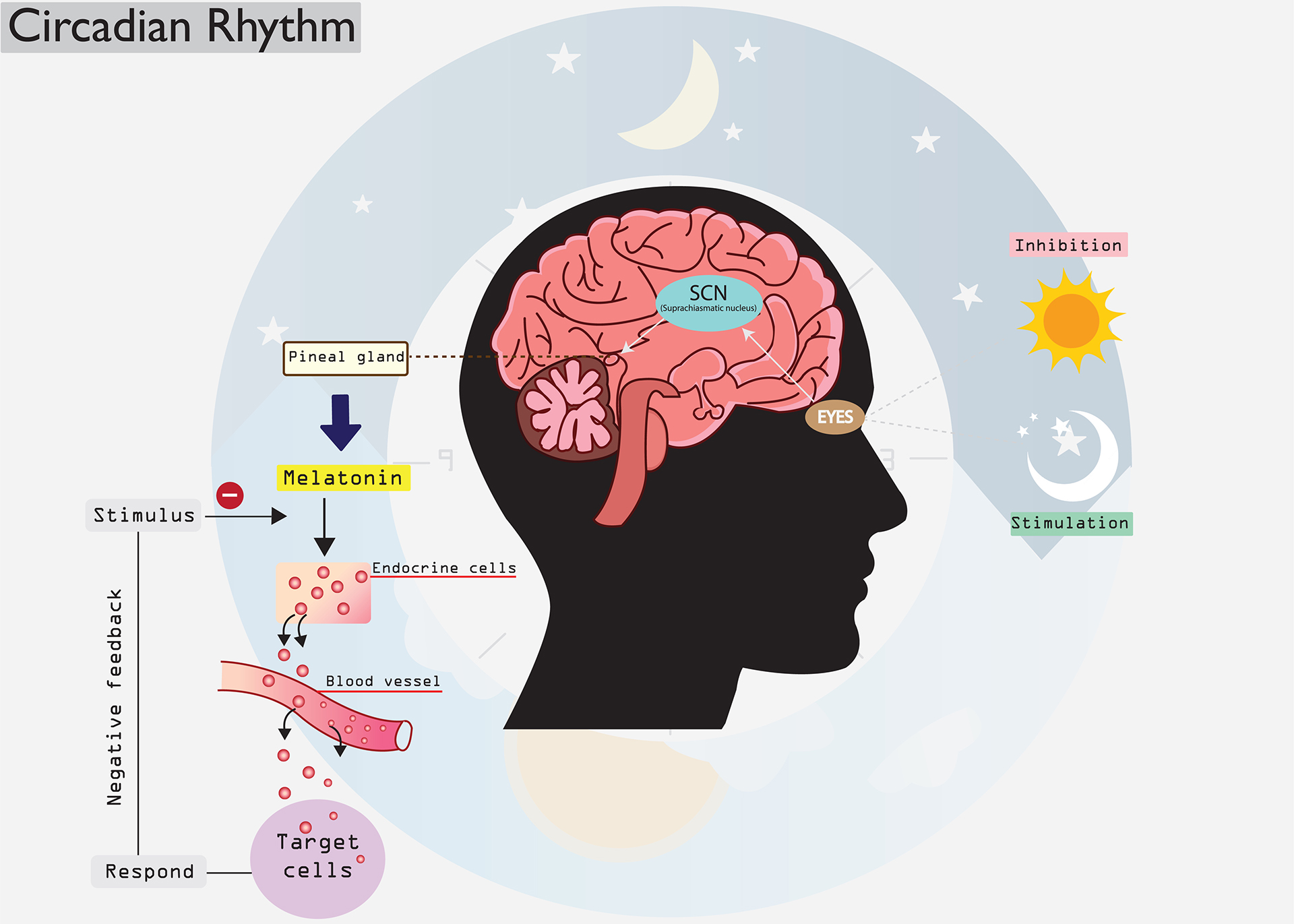 Melatonin Process Flowchart Melatonin: Your Body’s Natural Sleep Aid - Zoeuticals